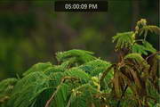 Living Bush