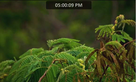 Living Bush