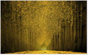 Autumn Tree