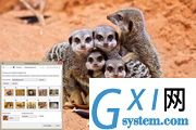 Meerkats Windows 7 Theme