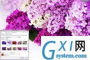 Lilac Flowers Windows 7 Theme